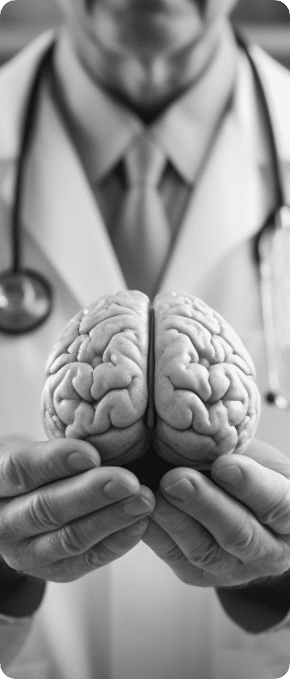 Brain model in hands